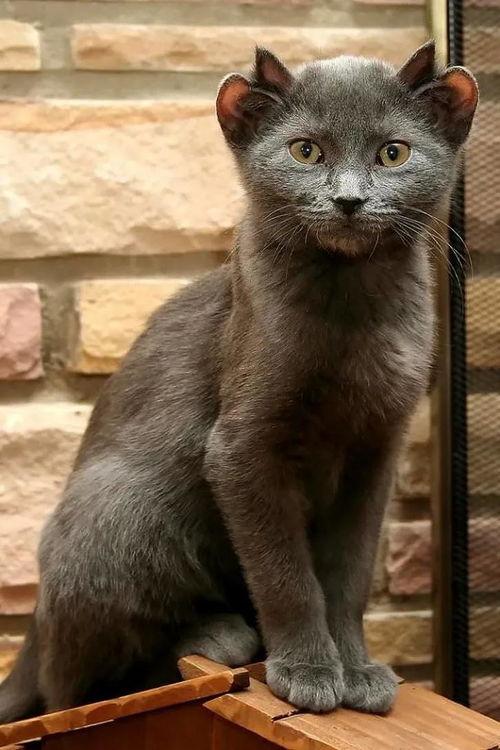 喜欢怪兽的猫的头条,揭秘那些对怪兽情有独钟的可爱猫咪们